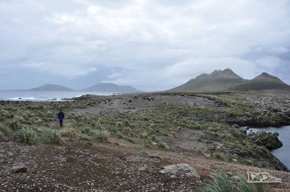 Caminhando em Steeple Jason, no noroeste das Ilhas Malvinas